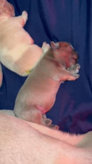 French Bulldog Pups (AKC) Fluffy Carriers in Wilmington, Ohio