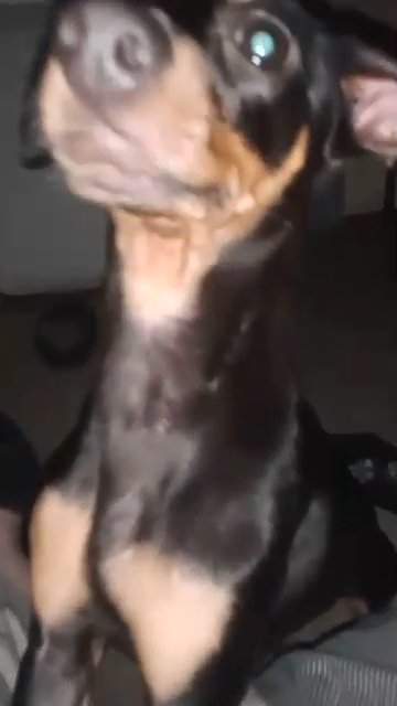 Miniature Doberman Pinscher in Jacksonville, Florida
