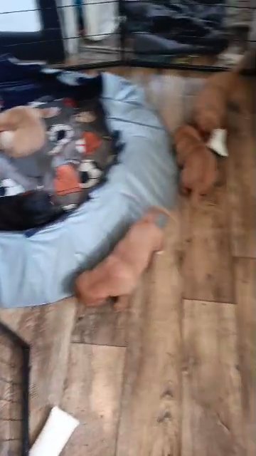 goldendor and lab mix in Richmond, Virginia