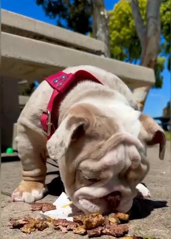 English Bulldog in San Diego, California