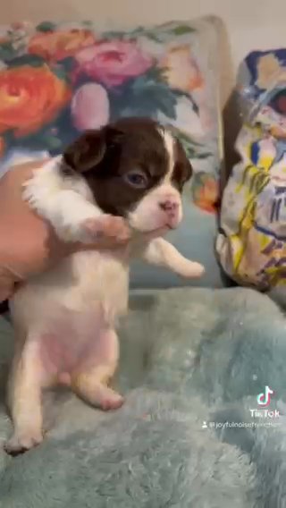Dierdre - Rojo Pied Fluffy frenchie in Crossville, Tennessee