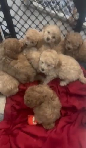 Micro Golden Doodles in Independence, Kentucky