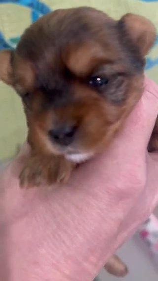 Akc Male Yorkies in Independence, Kentucky