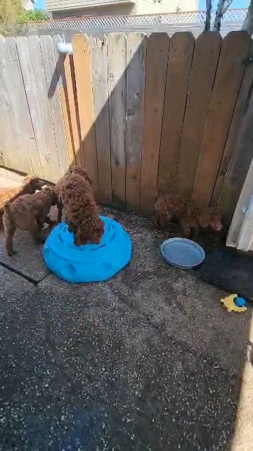 AKC Standard Poodle puppies in Salem, Oregon