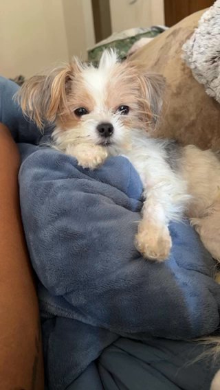 Yorkie shih szu Mix Rehoming in Houston, Texas