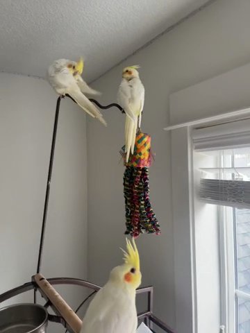 Three Baby Cockatiels Parrots in Battle Ground, Washington