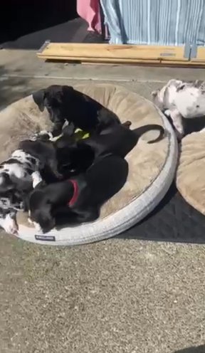 Great Dane Puppies in Seattle, Washington