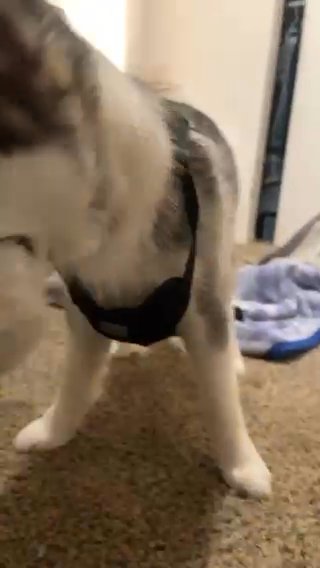 16 Week MALE SIBERIAN HUSKY in Los Banos, California