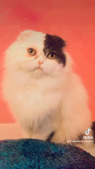 Scottish Fold Boy- Muffin in Putnam Valley, New York