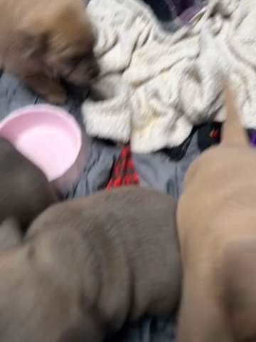 Bluenose Puppies in Reno, Nevada