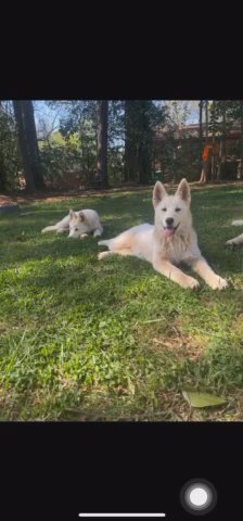 puppies in Charlotte, North Carolina