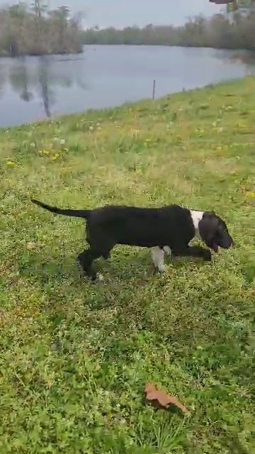 Great Dane in Elizabeth City, North Carolina