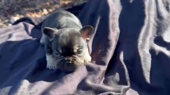 Male French Bulldog Puppy in Albuquerque, New Mexico