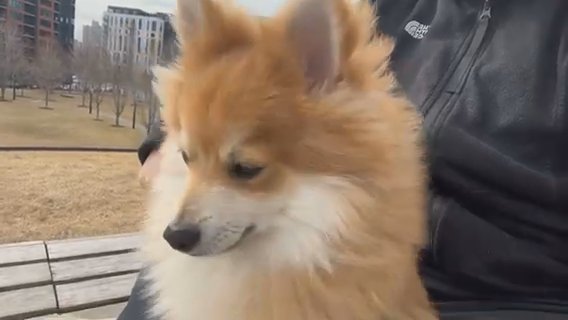 Looking To Rehome My Little Guy in Minneapolis, Minnesota