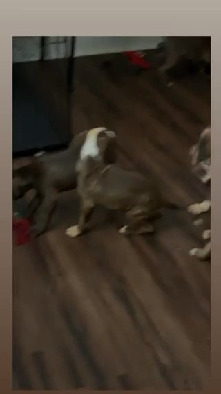 Puppies @ Playtims in Philadelphia, Pennsylvania
