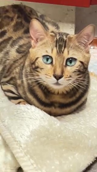 Pure Breed Bengal kittens in San Diego, California