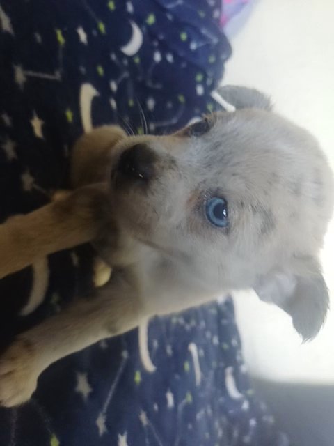 blue eyed blue merle pomeranian in Anniston, Alabama