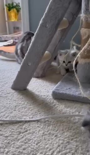 Little Kitten in Charlotte, North Carolina
