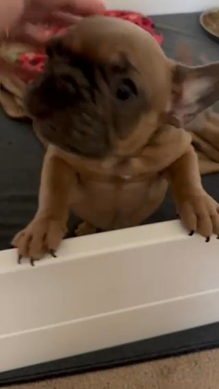 Chocolate Frenchie puppy in Sacramento, California