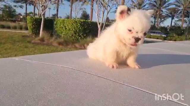 SNOWMAN THE FLUFFY FRENCHIE in Hollywood, Florida