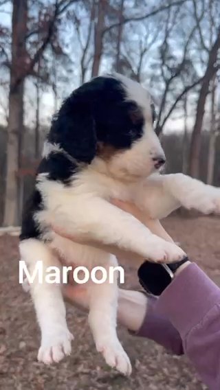 Tri-colored, Party Coat, Standard Bernedoodle in Athens, Georgia