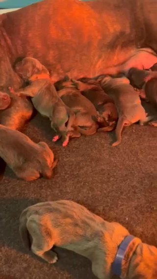 Cane Corso Pups in Charlotte, North Carolina