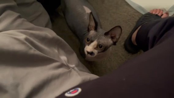 The Most Affectionate Female sphinx in Minneapolis, Minnesota