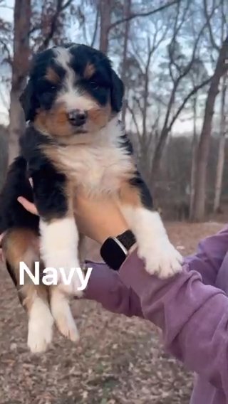 Tri-colored, Standard Bernedoodle in Athens, Georgia