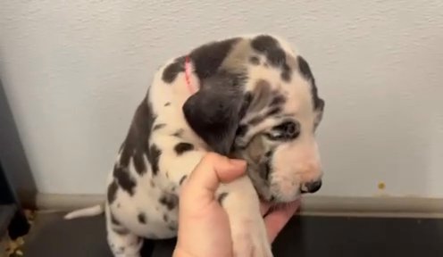 Harlequin Brindle Point female in Richmond, Virginia