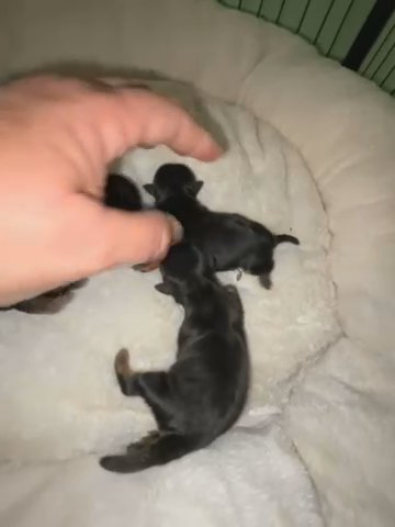 Shihtzu in Greensboro, North Carolina