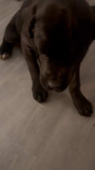 Cane Corso Puppies in Euclid, Ohio
