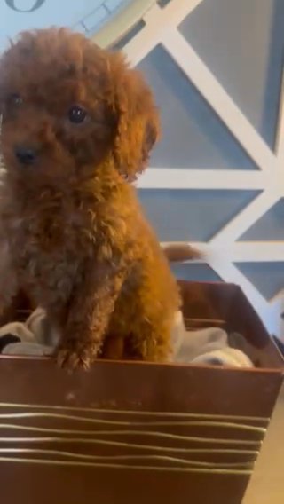 Red Cavapoo in Euclid, Ohio