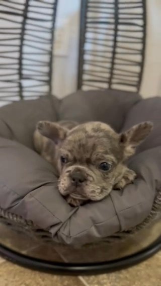 French Bulldog in Queen Creek, Arizona
