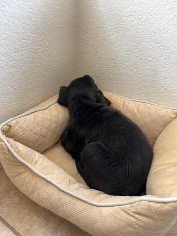 Rotti X Mastiff Puppy in Las Vegas, Nevada