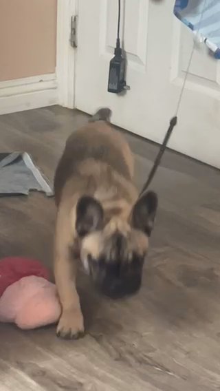 Frenchie in Norwalk, California