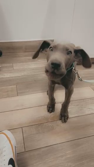 Great Dane Pup in Panama City, Florida