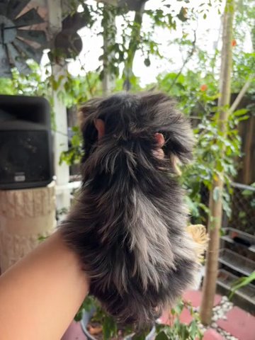 Parti Merle Yorkie ? in Fort Lauderdale, Florida
