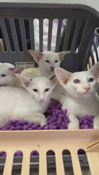 Siamese/oriental in Lowell, Massachusetts