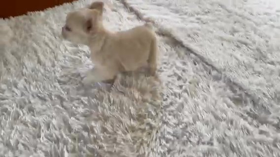 Fluffy Frenchy in Euclid, Ohio