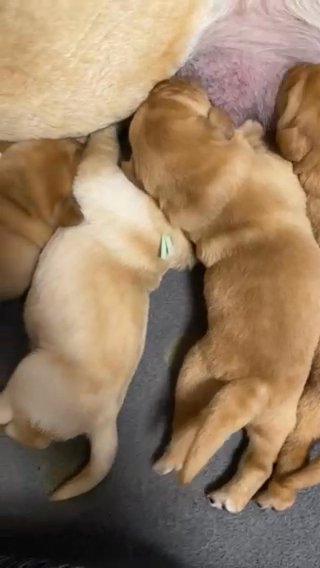 Fox Red Labradors in Dover, Delaware