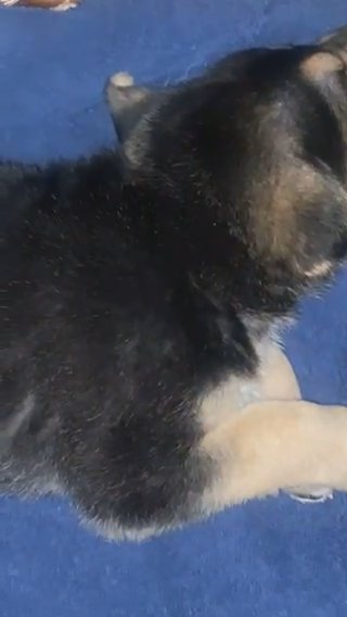Full Bred German Shepherd Puppy in Grand Prairie, Texas