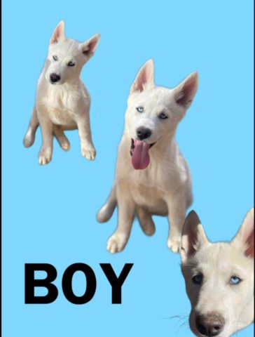 Husky Puppies in Santa Rosa, California