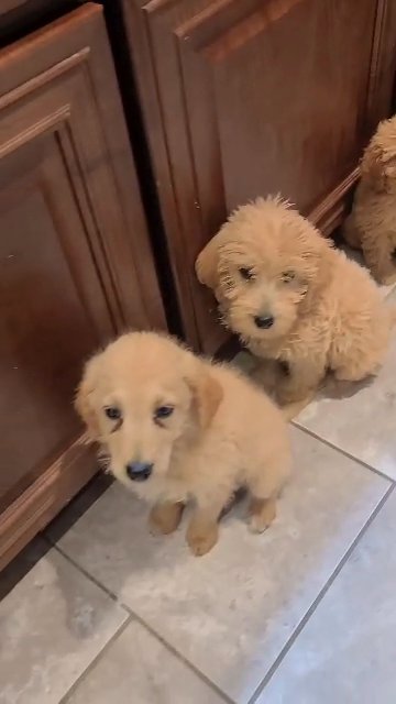 F1 B Labradoodles in Muscle Shoals, Alabama