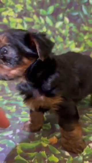 Yorkie in Turlock, California