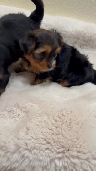Female Yorkie in Turlock, California