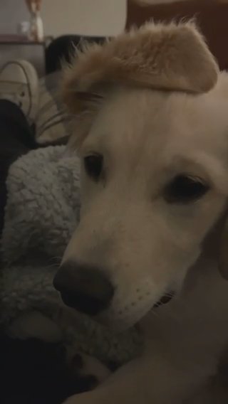 Old English Cream Golden Retriever in Topeka, Kansas