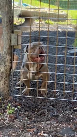 Exotic American Bully Po Haka Paintball ? in Indianapolis, Indiana