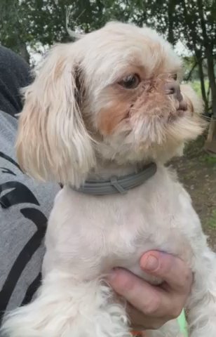 Akc Lavender Shih Tzu in Belton, Texas