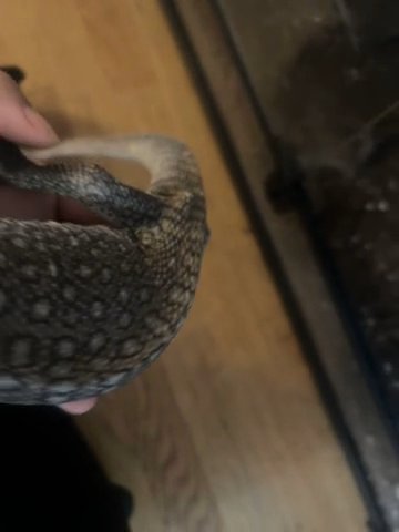 Juvenile Savanna Monitor in Washington, District of Columbia