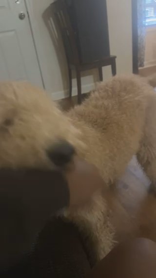 GoldenDoodle in Columbia, South Carolina